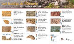 FRENCH-Mining Matters Fossils of Ontario-high rez_Page_1