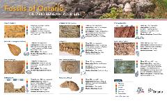 Mining Matters Fossils of Ontario-HighRez_Page_1