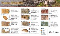 Mining Matters Fossils of Ontario Guide page 1 English