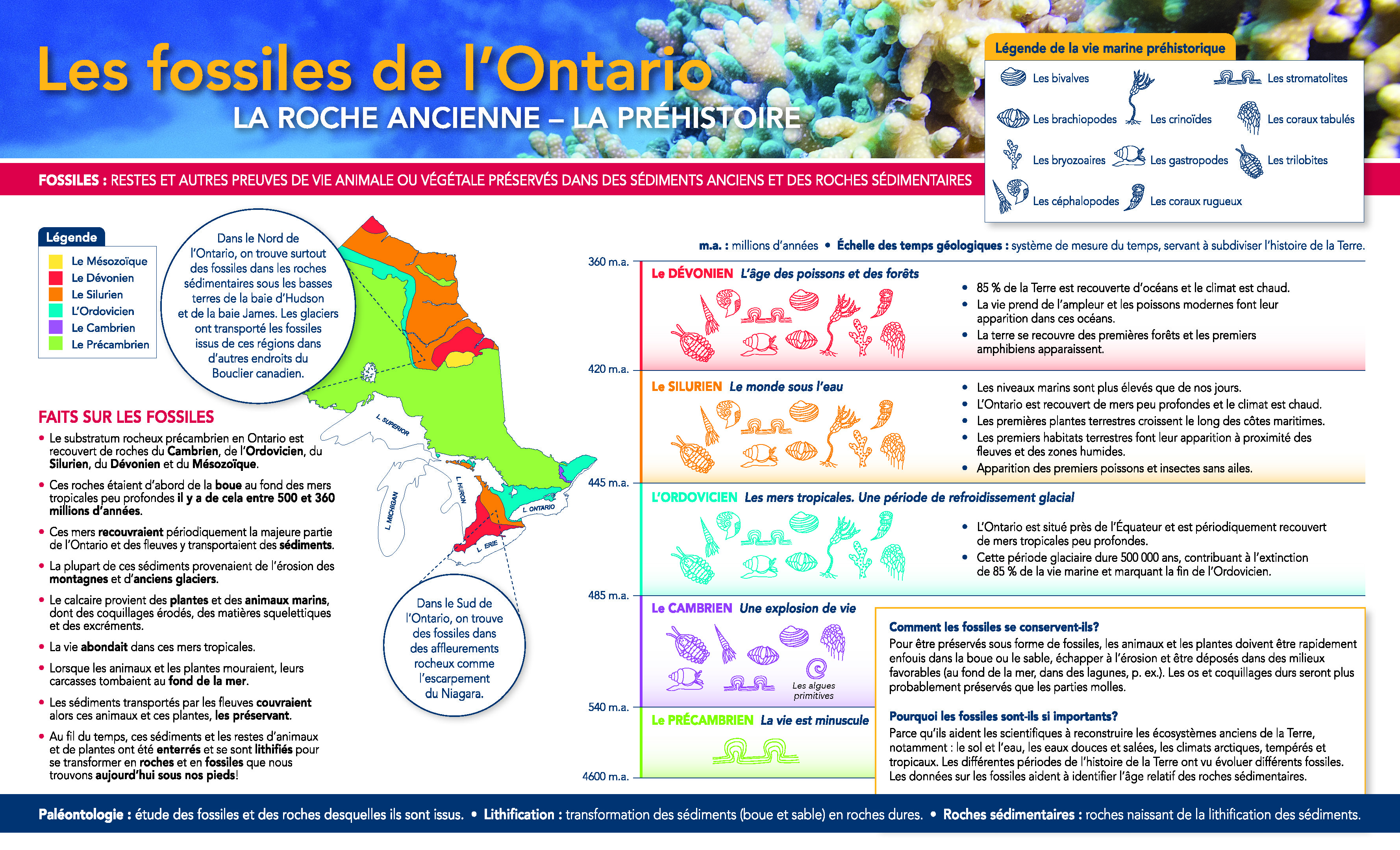 Guide de quelques fossiles communs trouvés en Ontario - Arrière