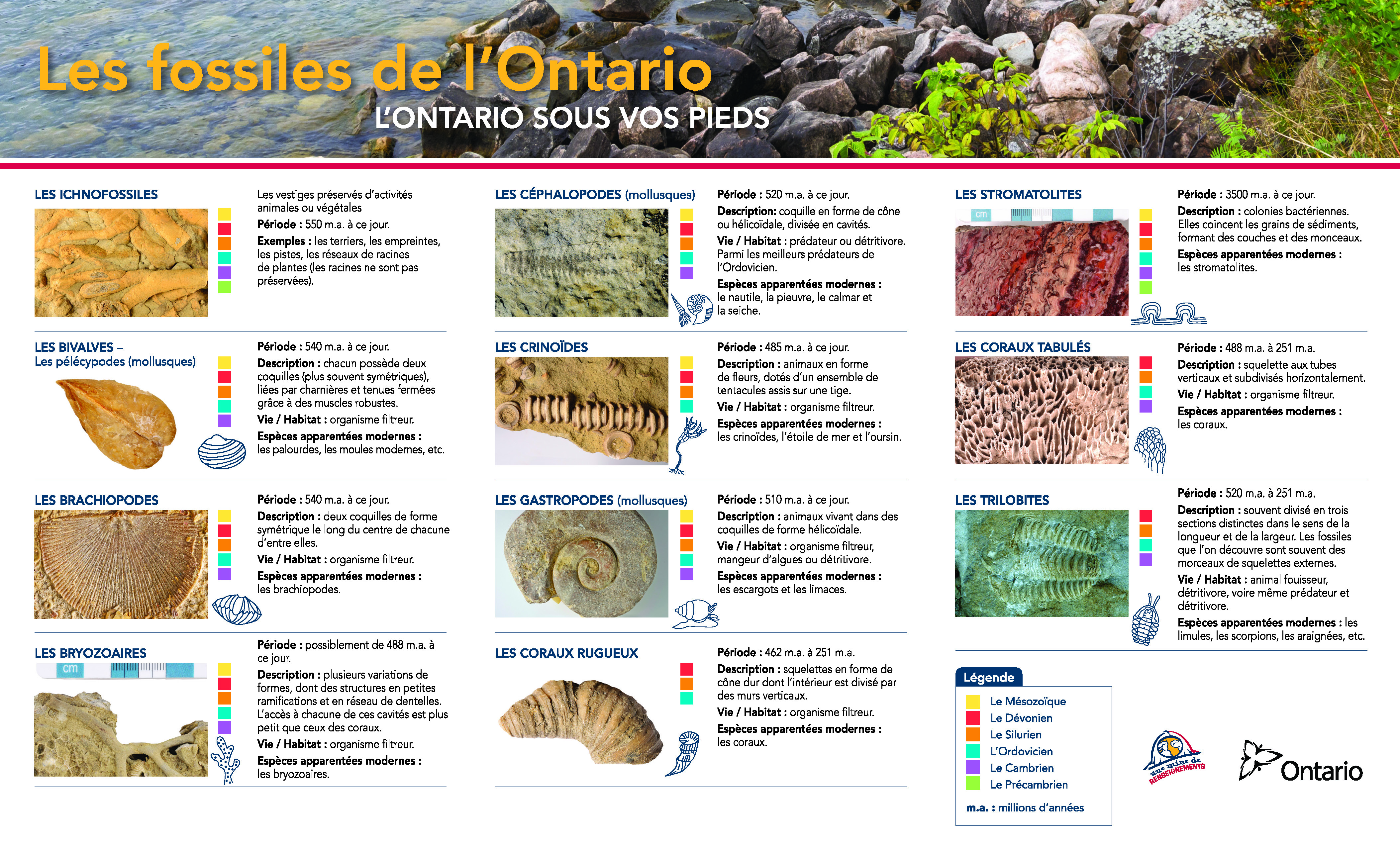 Guide de quelques fossiles communs trouvés en Ontario - Avant