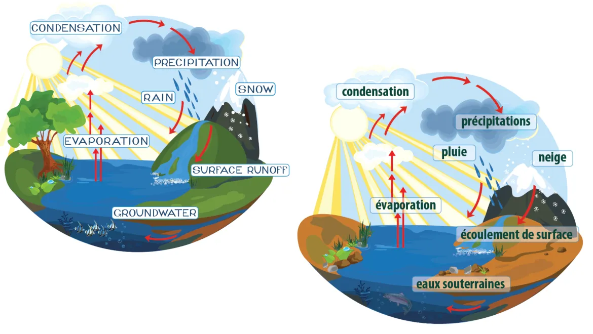 Human Water Cycle