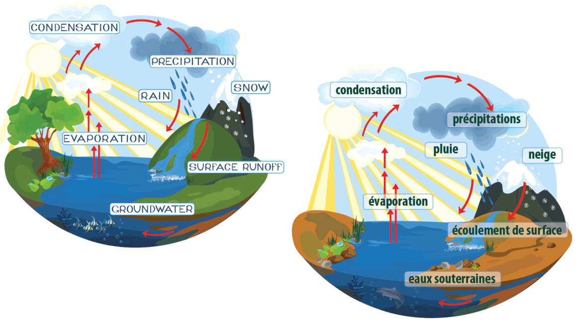 Human Water Cycle