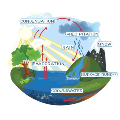 Human Water Cycle